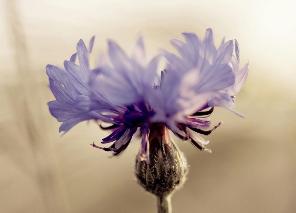 pexels docmasky 5151450